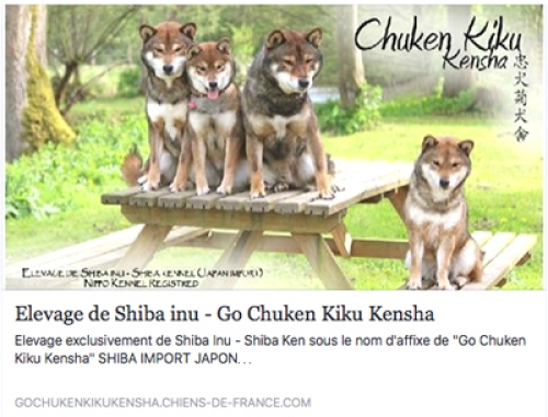 Go-Chuken-Kiku-Kensha-chiens-de-france-elevage-shiba-inu-sesame-goma-japan-import-professionnel-2