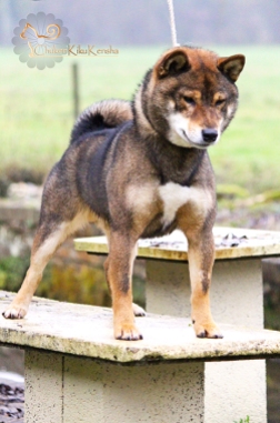 MUSASHI-goma-shiba-inu-sesame-chien-japonais-shikoku-gris-loup-CKK-wolf-japanese-dog